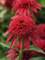 Echinacea Double Scoop Cranberry