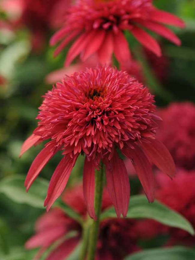 Echinacea Double Scoop Cranberry