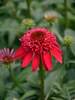 Echinacea Double Scoop Cranberry