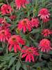 Echinacea Double Scoop Cranberry