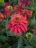 Echinacea Double Scoop Cranberry