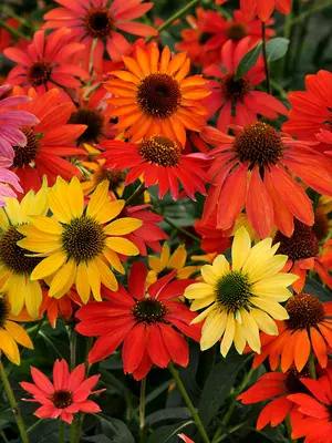 Link to Echinacea Cheyenne Spirit Mix