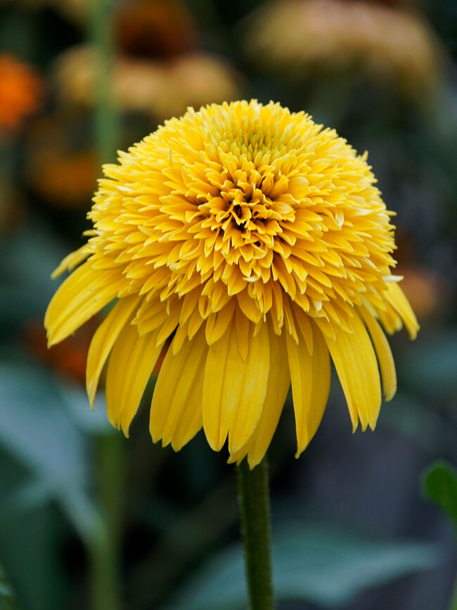 Echinacea Cara Mia Yellow