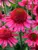 Echinacea Delicious Candy