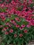 Echinacea Delicious Candy