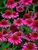 Echinacea Delicious Candy