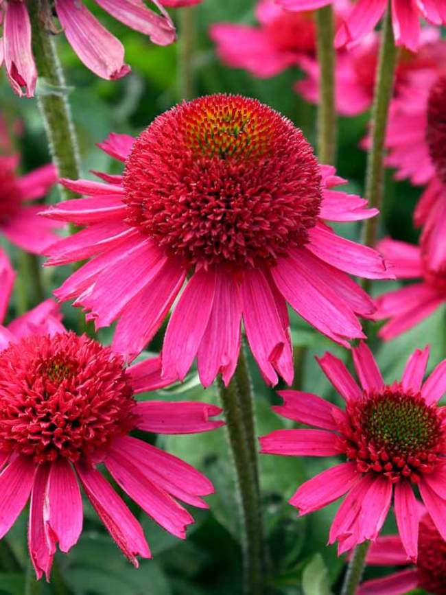 Echinacea Delicious Candy