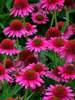 Echinacea Delicious Candy