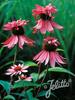 Echinacea Double-Decker