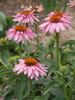 Echinacea Double-Decker