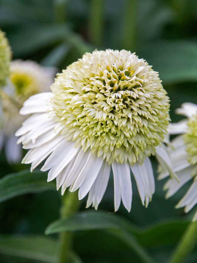 Echinacea Delicious Nougat