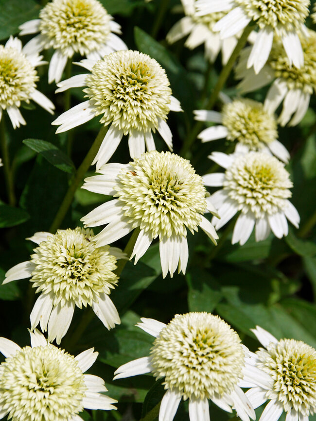 Echinacea Delicious Nougat Bluestone Perennials