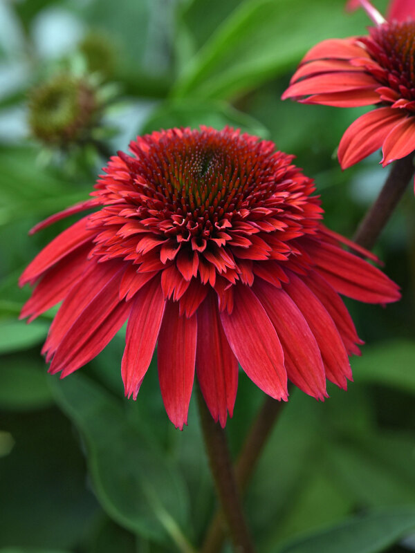 Echinacea Double Scoop Strawberry Deluxe