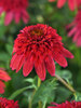 Echinacea Double Scoop Strawberry Deluxe