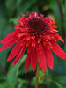 Echinacea Double Scoop Strawberry Deluxe