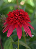 Echinacea Double Scoop Strawberry Deluxe