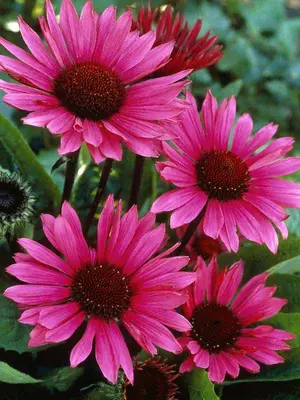 Link to Echinacea Fatal Attraction