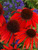 Echinacea Firebird