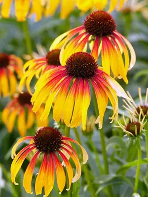 Link to Echinacea Fiery Meadow Mama