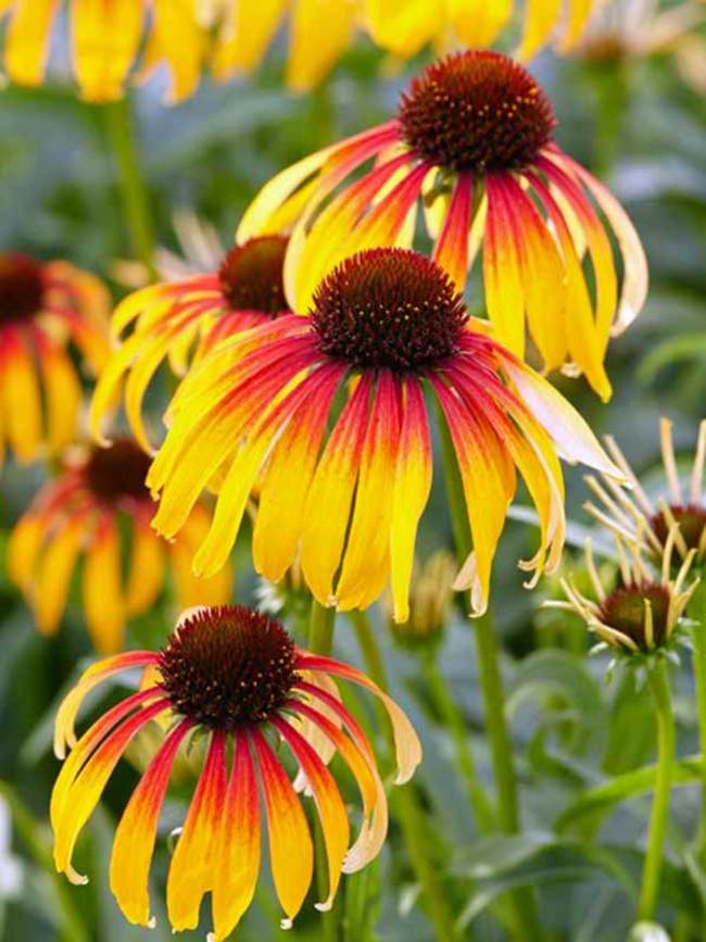 Echinacea Fiery Meadow Mama