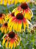 Echinacea Fiery Meadow Mama