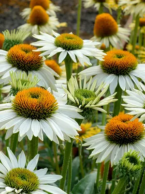 Link to Echinacea Fragrant Angel