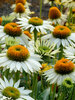 Echinacea Fragrant Angel