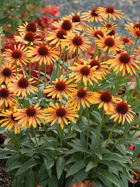 Product Viewer - Echinacea Flame Thrower