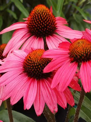 Link to Echinacea Glowing Dream