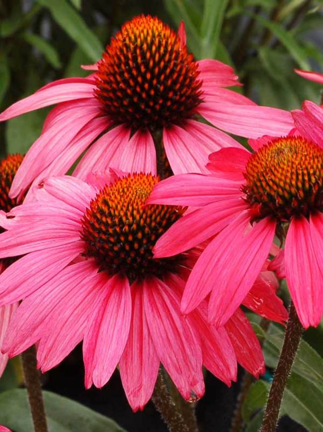 Echinacea Glowing Dream