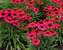 Echinacea Glowing Dream