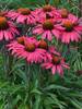 Echinacea Glowing Dream