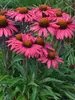 Echinacea Glowing Dream