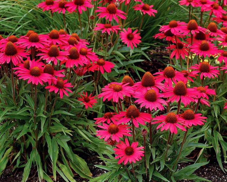 Echinacea Glowing Dream Bluestone Perennials