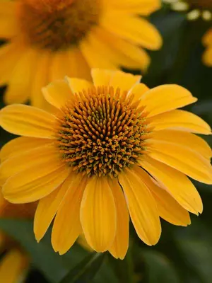 Link to Echinacea Sombrero&reg; Granada Gold