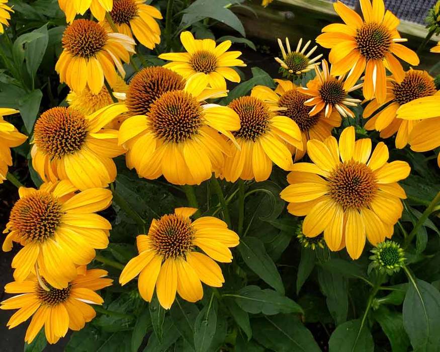Echinacea Sombrero Granada Gold Bluestone Perennials