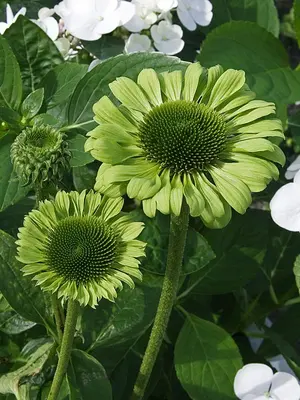 Link to Echinacea Green Jewel