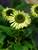 Echinacea Green Jewel