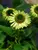 Echinacea Green Jewel