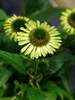 Echinacea Green Jewel