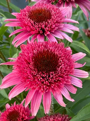 Link to Echinacea Giddy Pink