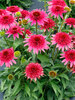 Echinacea Giddy Pink