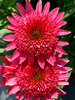 Echinacea Giddy Pink