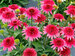 Echinacea Giddy Pink