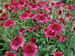 Echinacea Giddy Pink