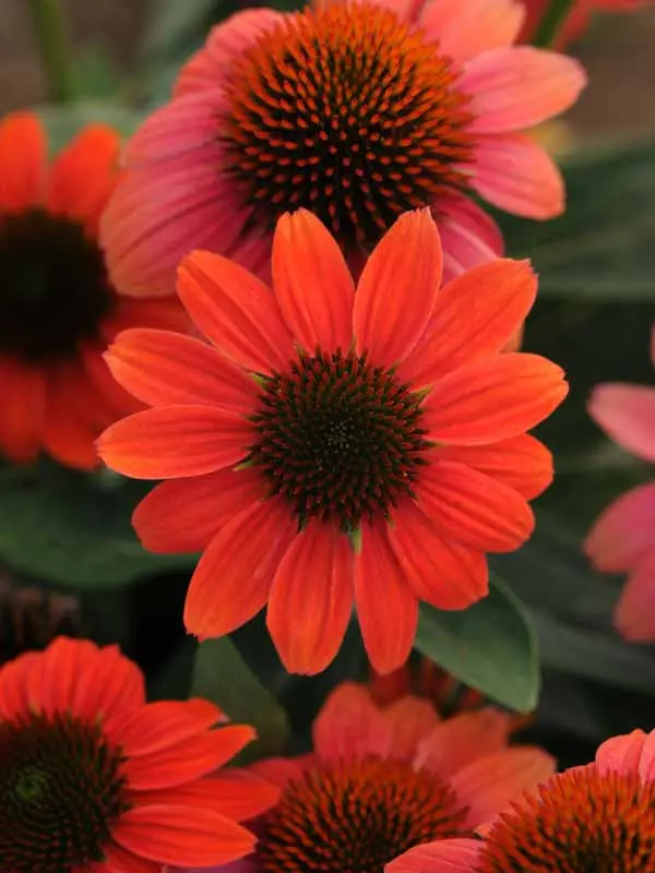 Echinacea Sombrero Hot Coral