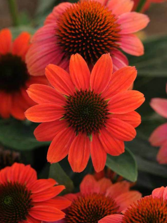 Echinacea Sombrero Hot Coral