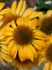 Echinacea Harvest Moon