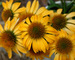 Echinacea Harvest Moon