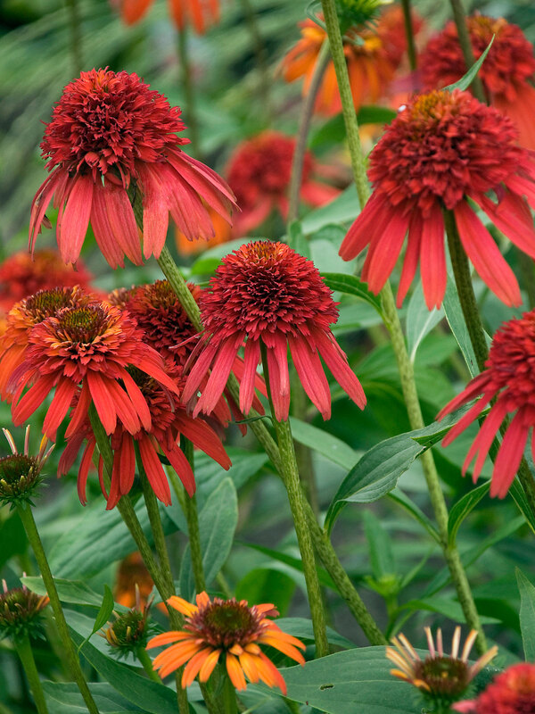 Echinacea Hot-Papaya